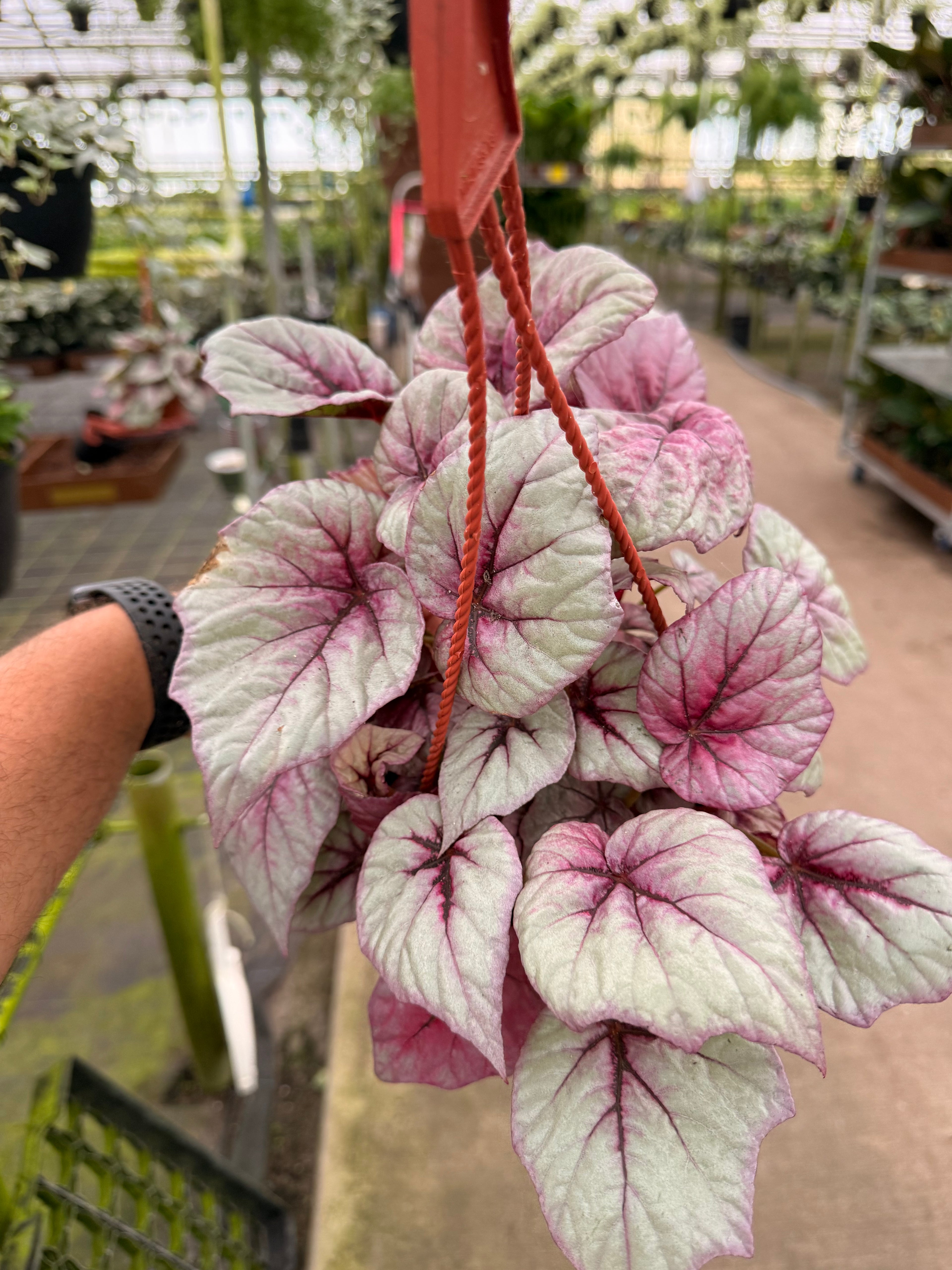 Begonia Rex Hybrid