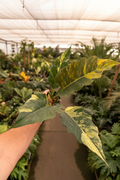 Philodendron Caramel Marble Variegated