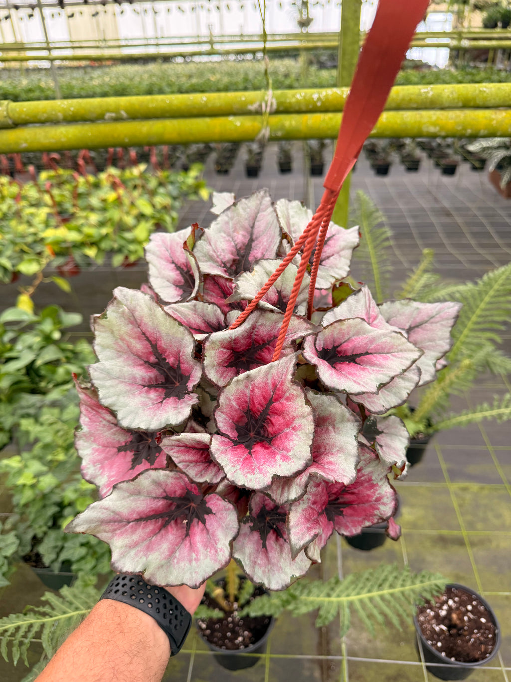 Begonia Rex Hybrid