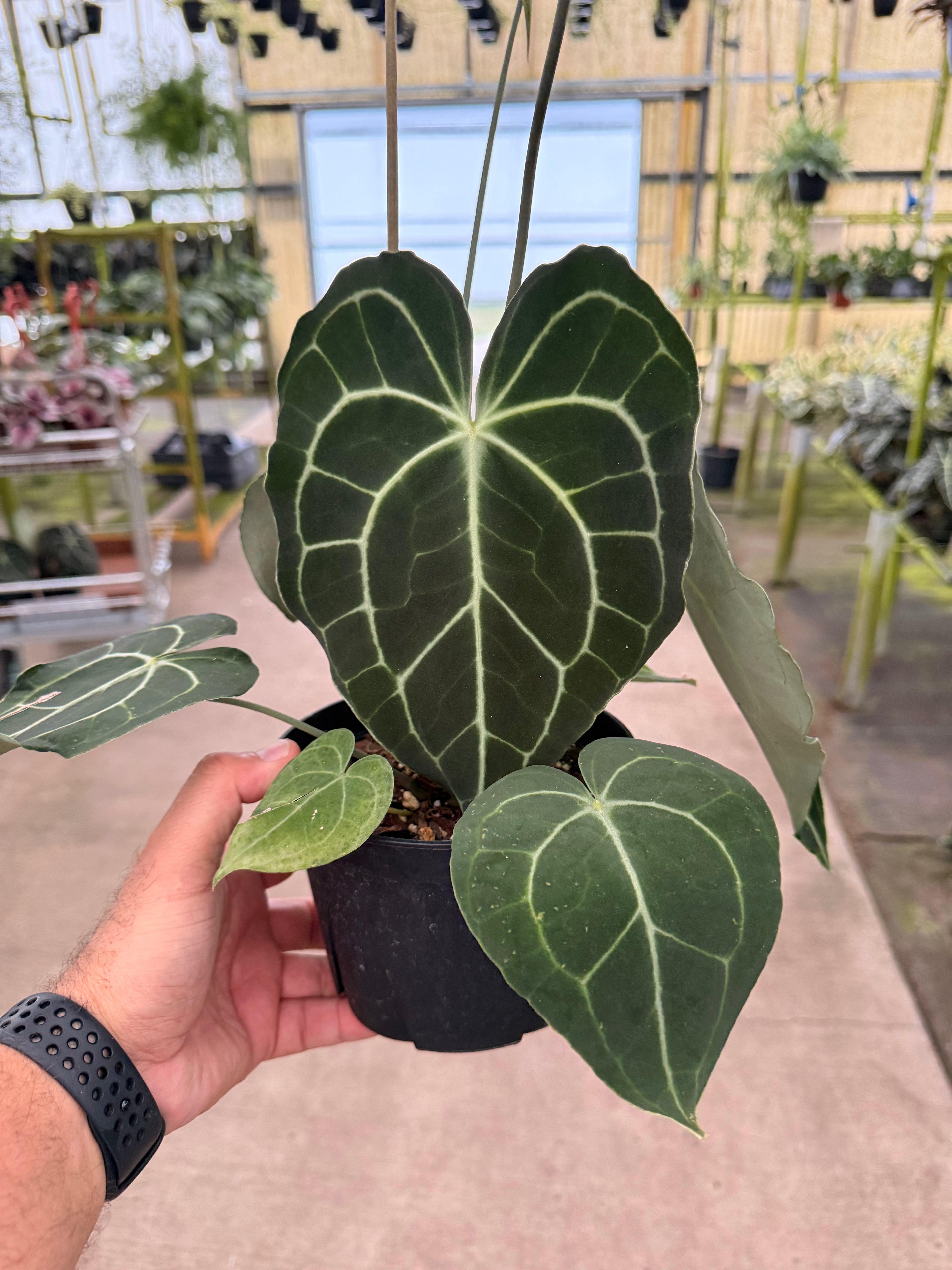 Anthurium Clarinervium 6”