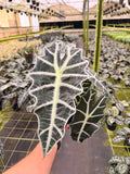 Alocasia Polly