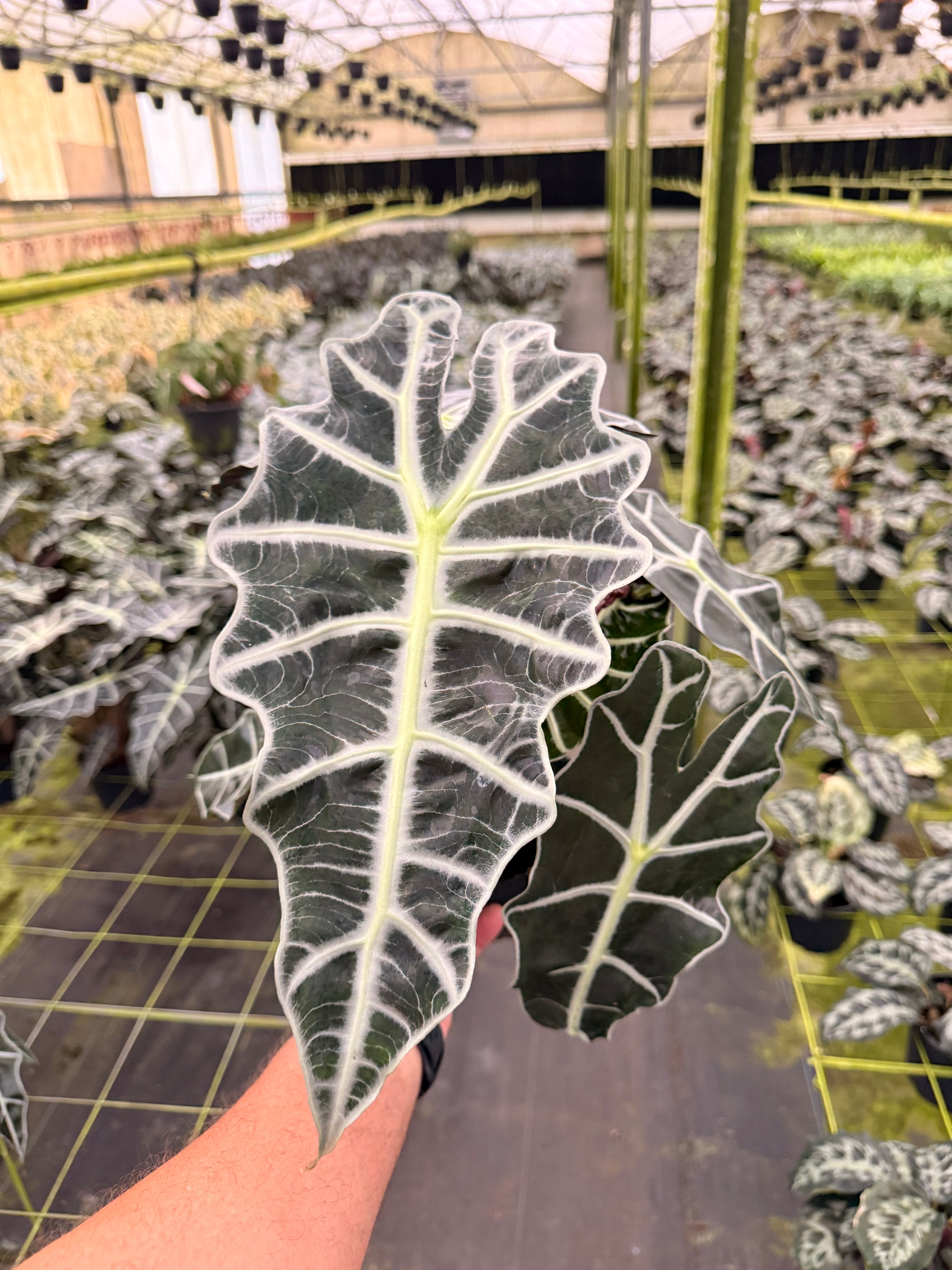 Alocasia Polly