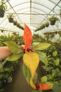 Philodendron Prince of Orange