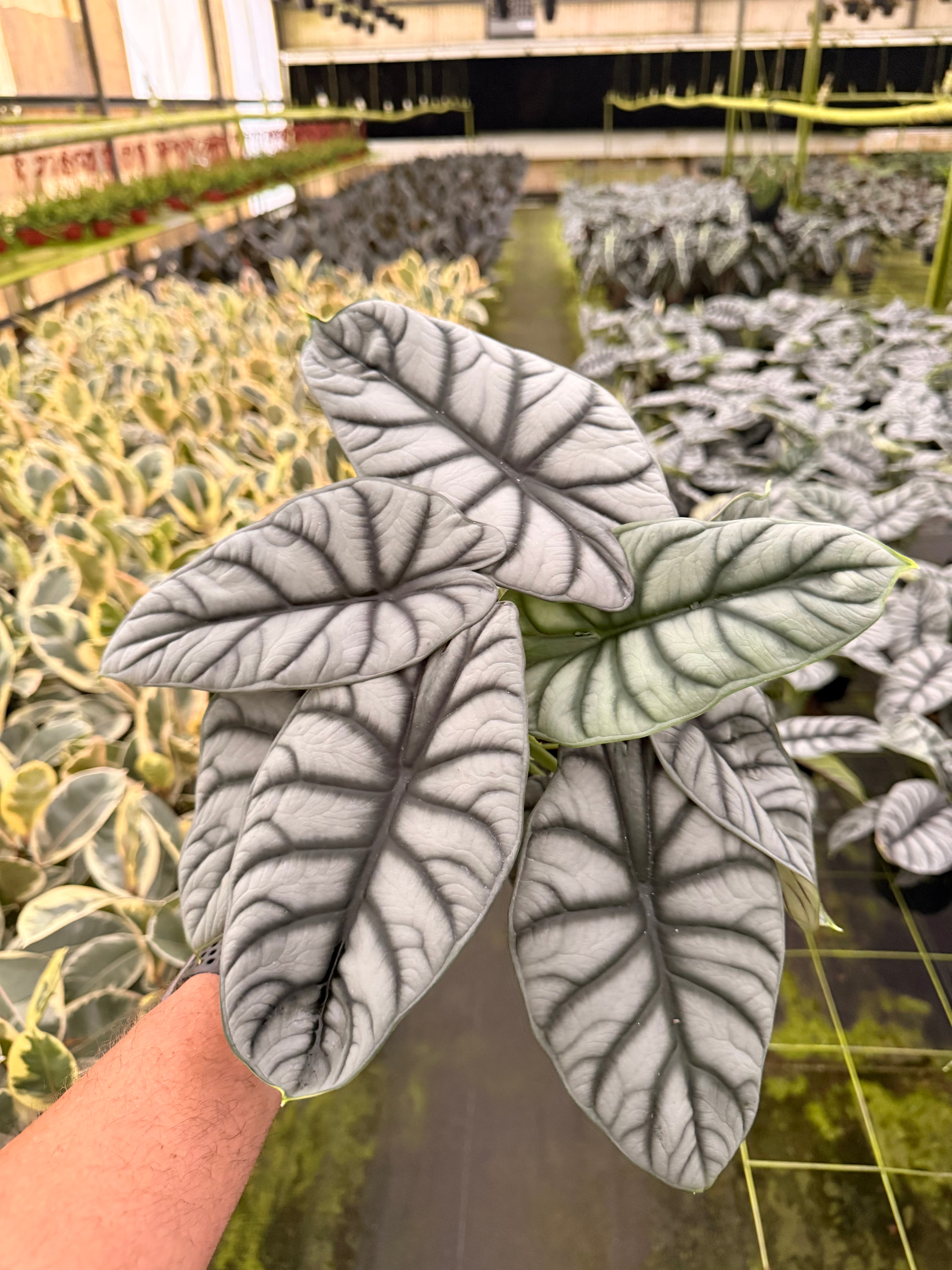 Alocasia Silver Dragon 6”