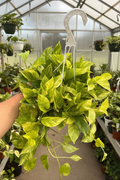 Epipremnum Neon Queen Pothos