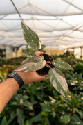 Philodendron Pink Princess Marble 4"