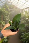 Scindapsus Treubii Black