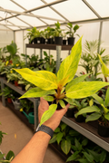Philodendron Orange Marmalade