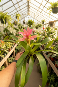 Bromeliad Guzmania