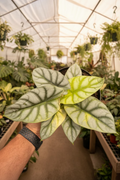 Alocasia Silver Dragon Aurea Sport 6"