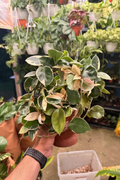 Hoya Carnosa Albo Mother