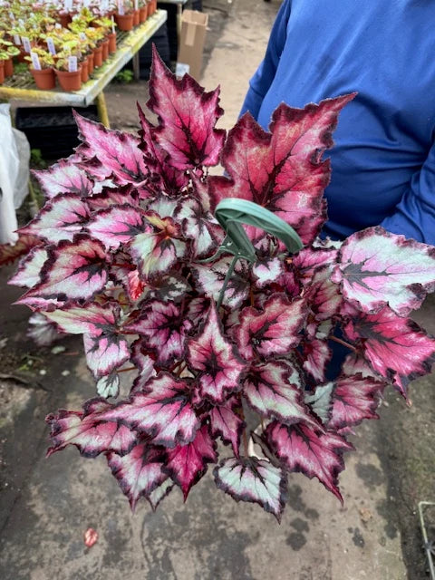 Begonia Rex/Rhizo 8” HB Mother