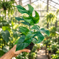 Rhaphidophora tetrasperma – Mini Monstera
