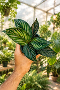 Calathea Beauty Star 4”