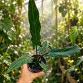 Alocasia Lauterbachiana 4”