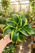 Dracaena Tornado 4”