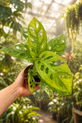 Monstera Adansonii 4”