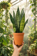 Sanseveria Zeylanica 5”