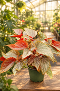 Begonia Maculata 6”