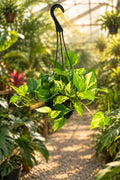 Epipremnum Hawaiian Pothos 8” HB