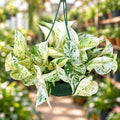 Epipremnum Snow Queen Pothos 8” HB