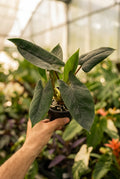 Alocasia Scalprum 4”