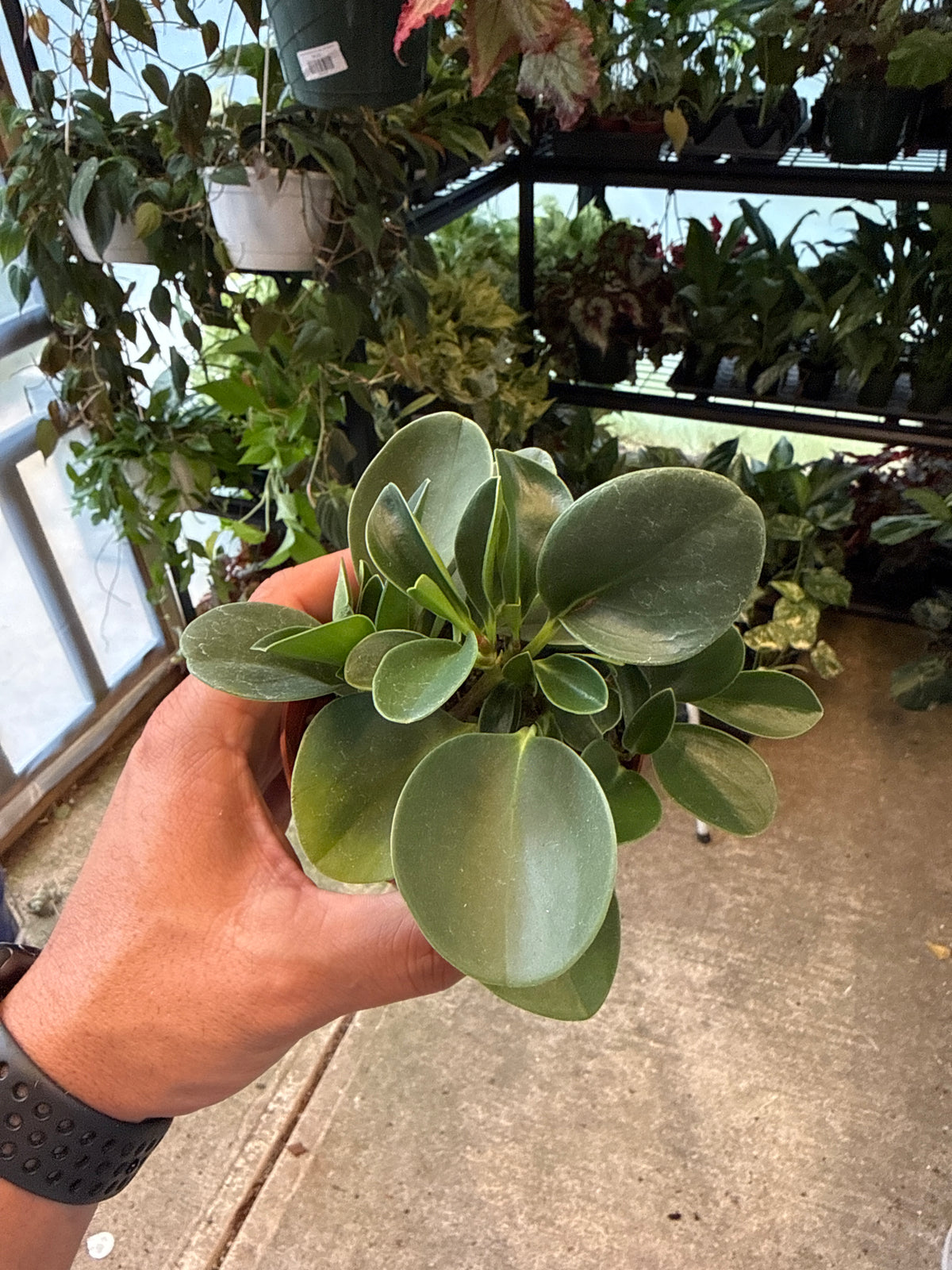 Peperomia Magnoliifolia 4”