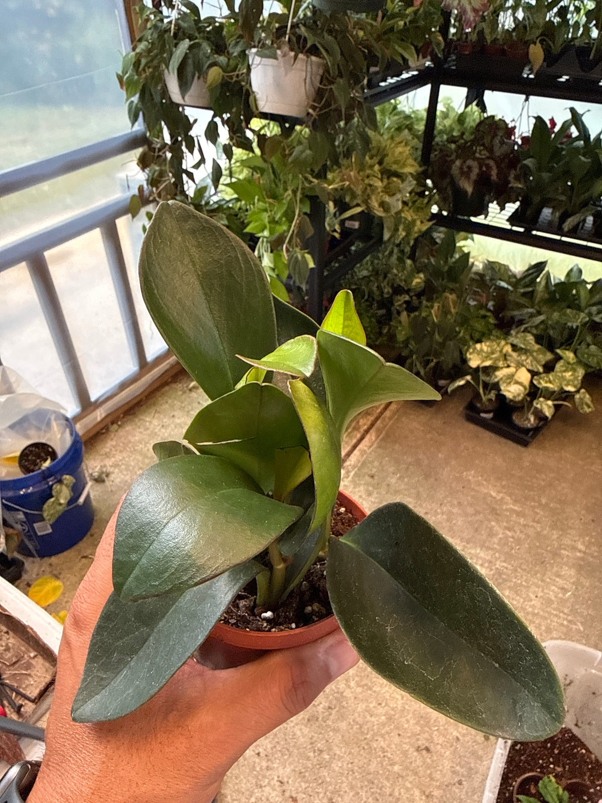 Peperomia Scadens 4”