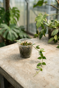 Plant in a soft greenhouse setting